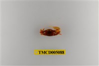 藏品(呼喚丑招潮蟹)的圖片